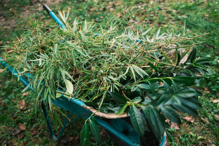 3_bambus-in-lovorikovec